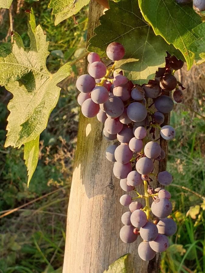"Cortela" Appartameni In Villetta Singola SantʼAmbrogio di Valpolicella Εξωτερικό φωτογραφία